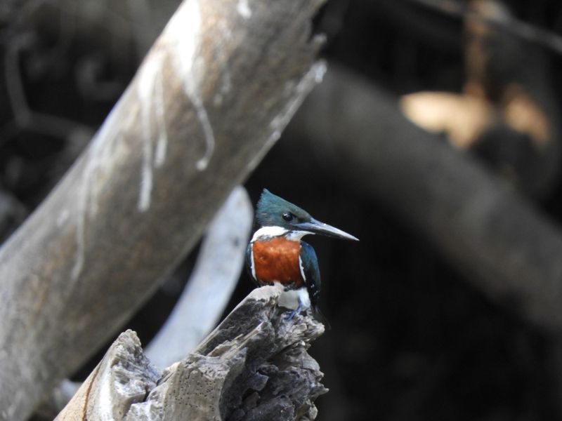 Barrett_DSCN4641_Green Kingfisher.JPG