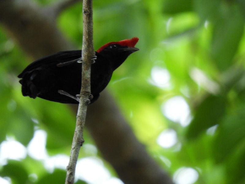 Barrett_DSCN4657_Helmeted Manakin.JPG