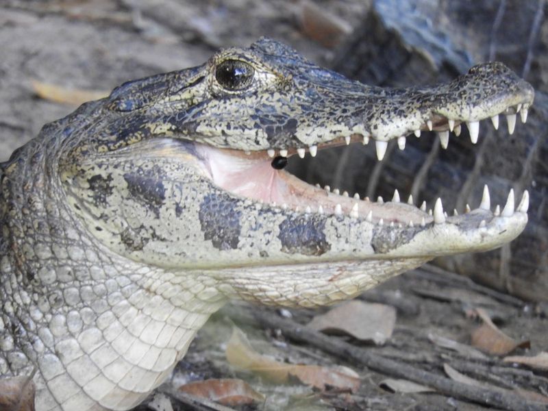 Barrett_DSCN4701_Yacare Caiman.JPG