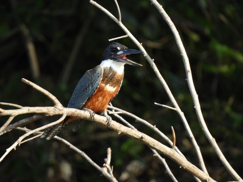 Barrett_DSCN4734_Ringed Kingfisher.JPG