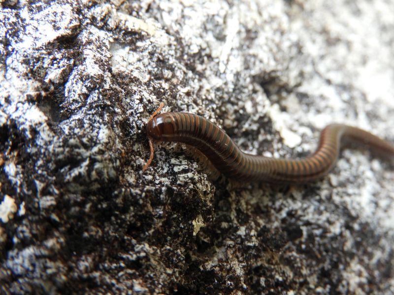 Barrett_DSCN5976_Round-backed Millipede sp.JPG