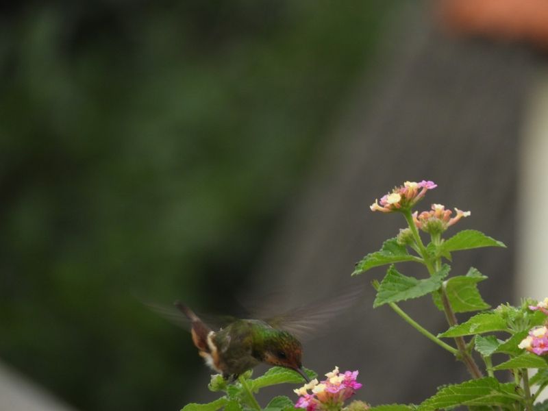 Barrett_DSCN5998_Frilled Coquette.JPG