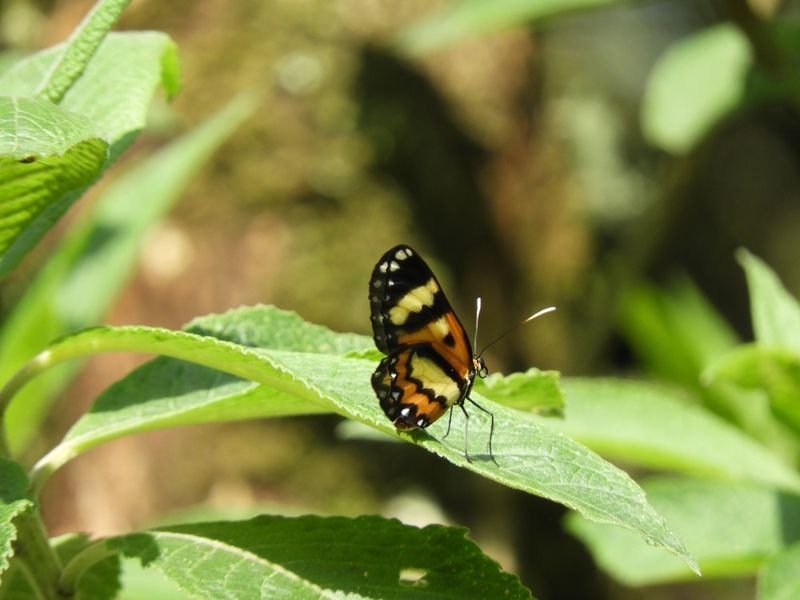 Barrett_DSCN6139_Placidina euryanassa butterfly.JPG