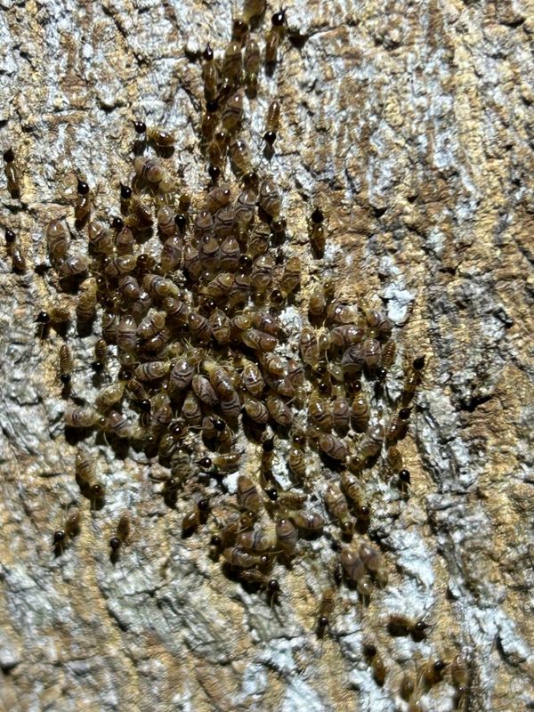 IMG_5604_termite sp.JPG