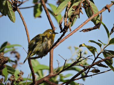 Barrett_DSCN2914_Warbling White-Eye.JPG