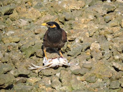 Barrett_DSCN2970_Common Myna.JPG