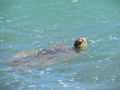 Barrett_DSCN2987_Green Sea Turtle.JPG