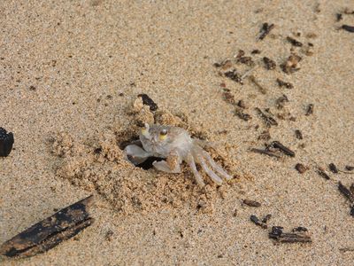 Barrett_DSCN3010_Pallid Ghost Crab.JPG