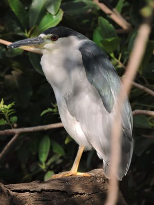 Barrett_DSCN3115_Black-crowned Night-Heron.JPG