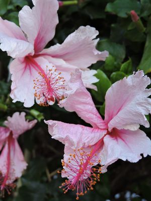 Barrett_DSCN3337_Hibiscus.JPG