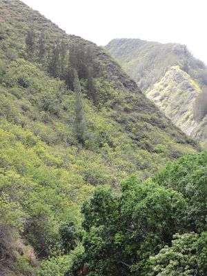 Barrett_DSCN3548_Iao Valley.JPG