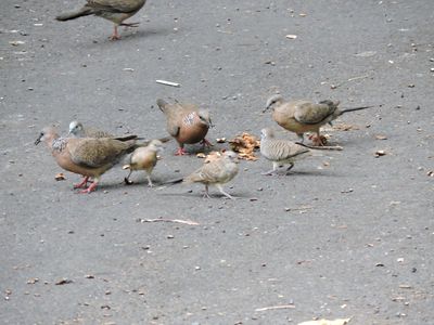 Barrett_DSCN3552_Spotted and Zebra Doves.JPG
