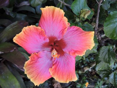 Barrett_DSCN3641_Hibiscus.JPG