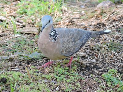 Barrett_DSCN3873_Spotted Dove.JPG