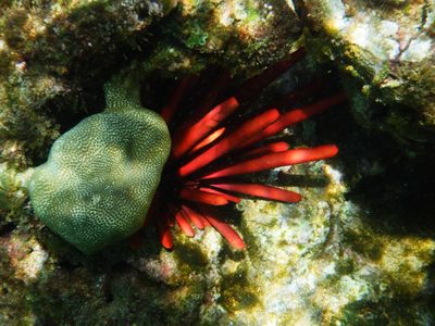 Barrett_R0010155_Red Pencil Urchin.JPG