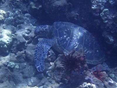 Barrett_R0010195_Green Sea Turtle.JPG