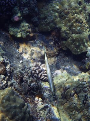 Barrett_R0010267_Pacific Trumpetfish.JPG