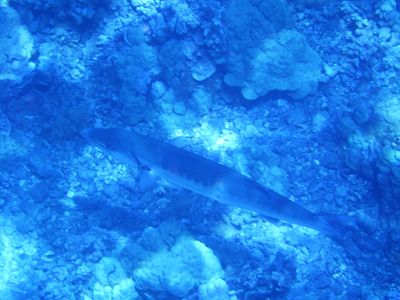 Barrett_R0010288_Great Barracuda.JPG