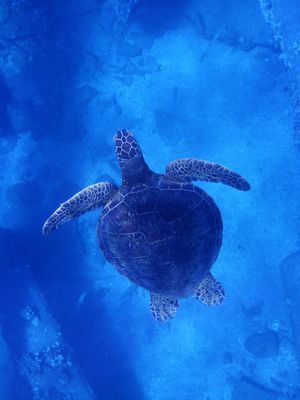 Barrett_R0010326_Green Sea Turtle.JPG
