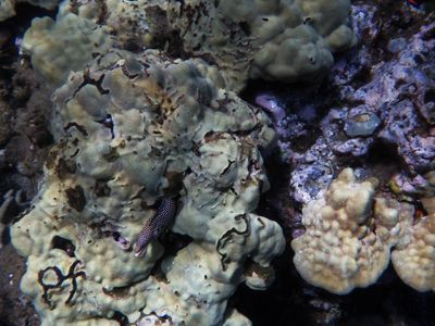 Barrett_R0010391_Whitemouth Moray.JPG