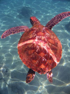 Barrett_R0010423_Green Sea Turtle.JPG