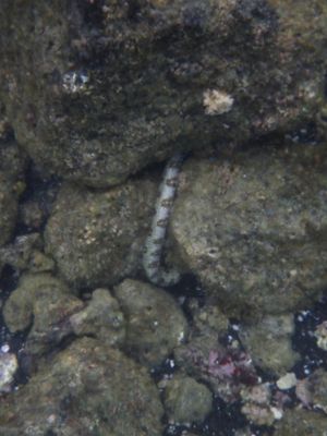 Barrett_R0010521_eel.JPG
