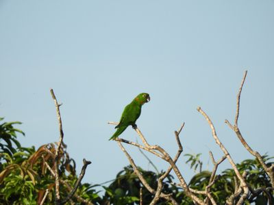 Barrett_DSCN3669_White-eyed Parakeet.JPG
