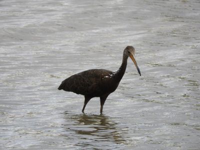 Barrett_DSCN3699_Limpkin.JPG
