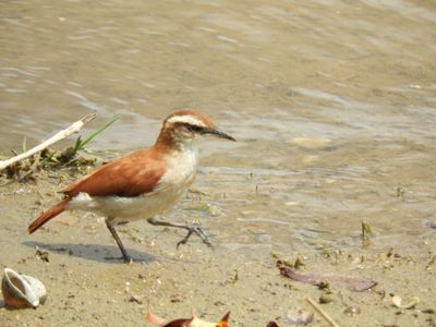 Barrett_DSCN3703_Wing-banded Hornero.JPG