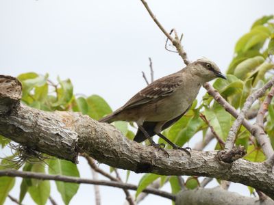 Barrett_DSCN3724_Chalk-browed Mockingbird.JPG
