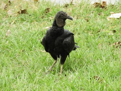 Barrett_DSCN3730_Black Vulture.JPG