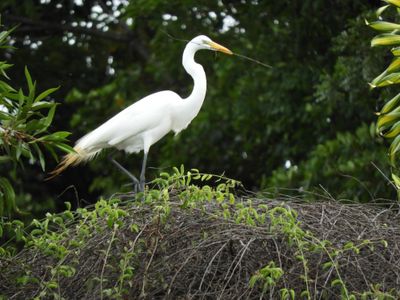 Barrett_DSCN3735_Great Egret.JPG