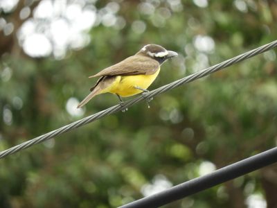 Barrett_DSCN3737_Boat-billed Flycatcher.JPG