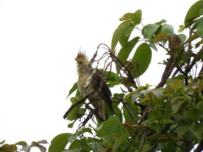 Barrett_DSCN3746_Guira Cuckoo.JPG