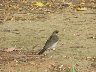 Barrett_DSCN3751_Creamy-bellied Thrush.JPG