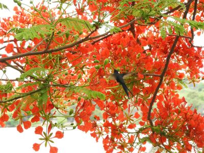 Barrett_DSCN3775_Swallow-tailed Hummingbird.JPG