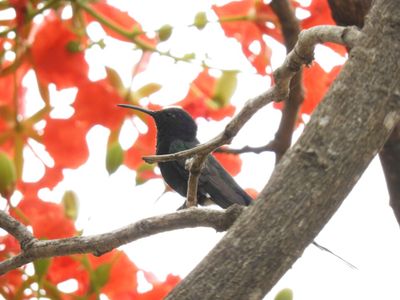 Barrett_DSCN3776_Swallow-tailed Hummingbird.JPG