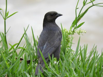 Barrett_DSCN3785_Shiny Cowbird.JPG