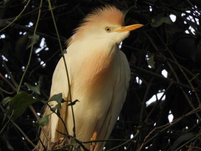 Barrett_DSCN3790_Western Cattle Egret.JPG