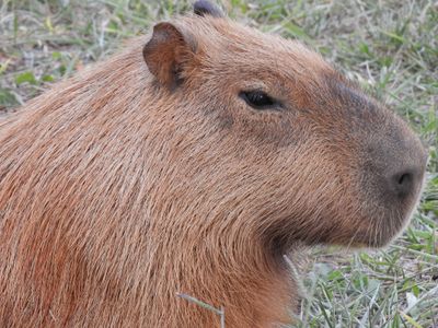 Barrett_DSCN3798_Capybara.JPG