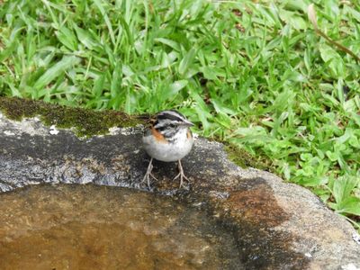 Barrett_DSCN3808_Rufous-collared Sparrow.JPG