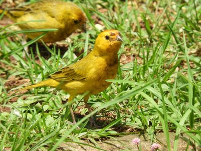 Barrett_DSCN3813_Saffron Finch.JPG