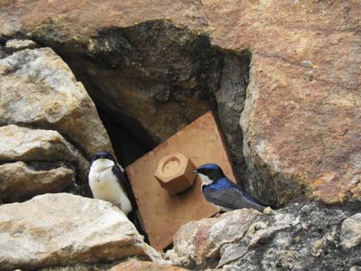 Barrett_DSCN3827_Blue-and-white Swallow.JPG