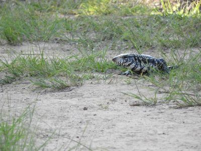 Barrett_DSCN3863_Argentine Black-and-White Tegu.JPG