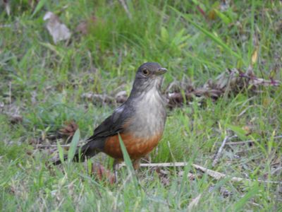 Barrett_DSCN3915_Rufous-bellied Thrush.JPG