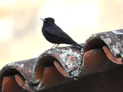 Barrett_DSCN3918_Velvety Black-Tyrant.JPG