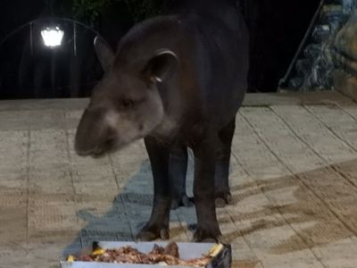 Barrett_DSCN3940_South American Tapir.JPG