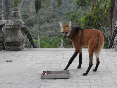 Barrett_DSCN3960_Maned Wolf.JPG