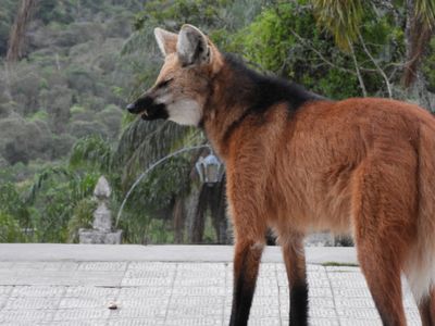 Barrett_DSCN3962_Maned Wolf.JPG