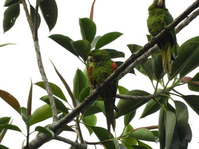 Barrett_DSCN3972_White-eyed Parakeet.JPG